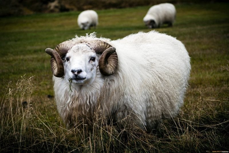 Картинки овечки (100 фото) #54