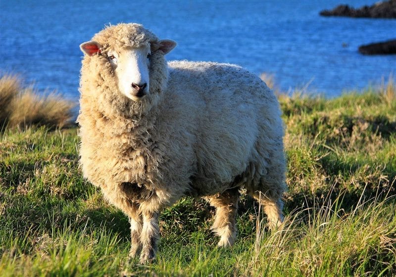 Картинки овечки (100 фото) #43