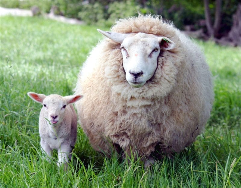 Картинки овечки (100 фото) #52