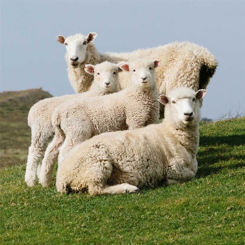 Картинки овечки (100 фото) #56