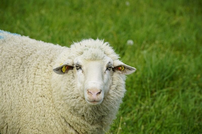 Картинки овечки (100 фото) #77