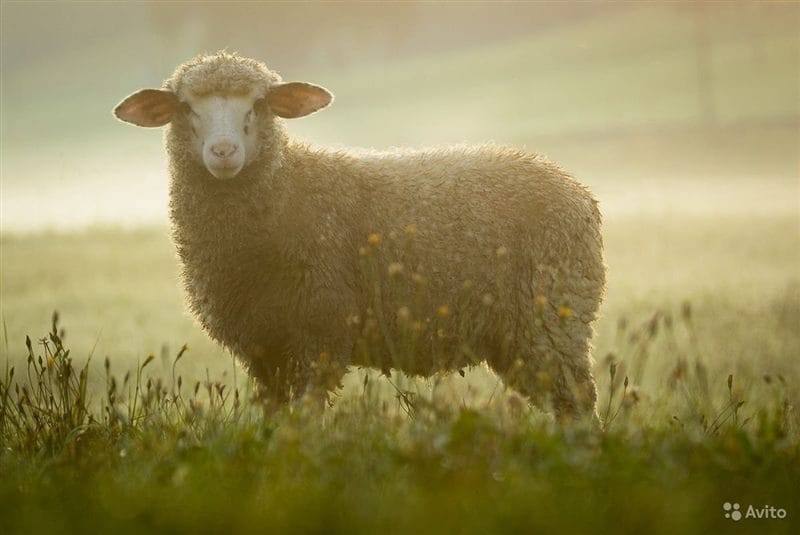 Картинки овечки (100 фото) #86