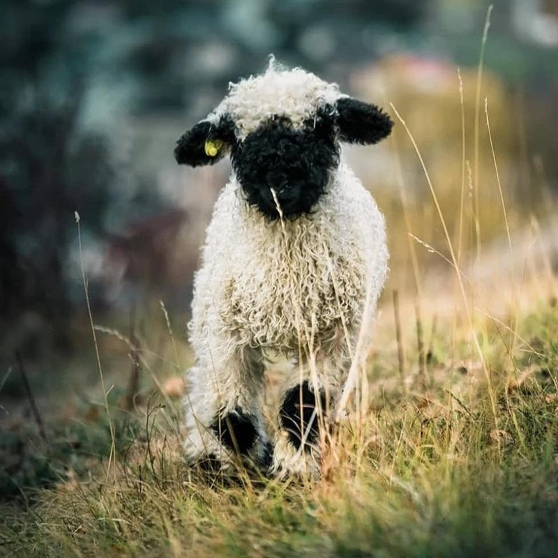 Картинки овечки (100 фото) #68