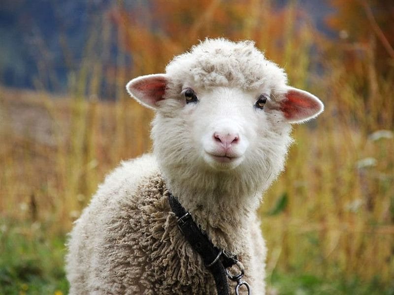 Картинки овечки (100 фото) #78