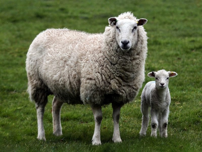 Картинки овечки (100 фото) #55