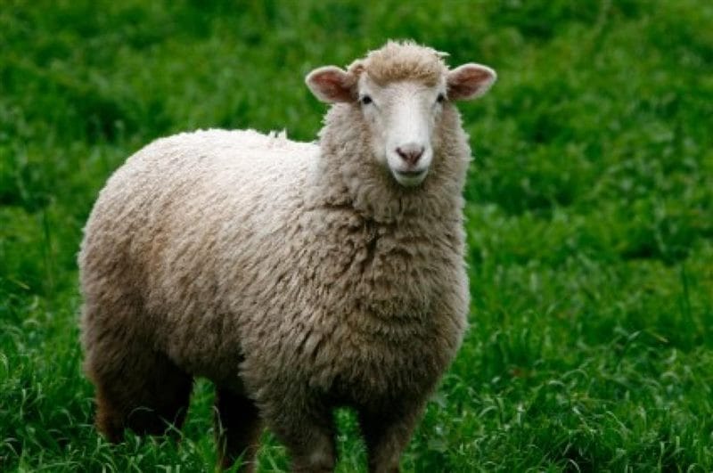 Картинки овечки (100 фото) #73
