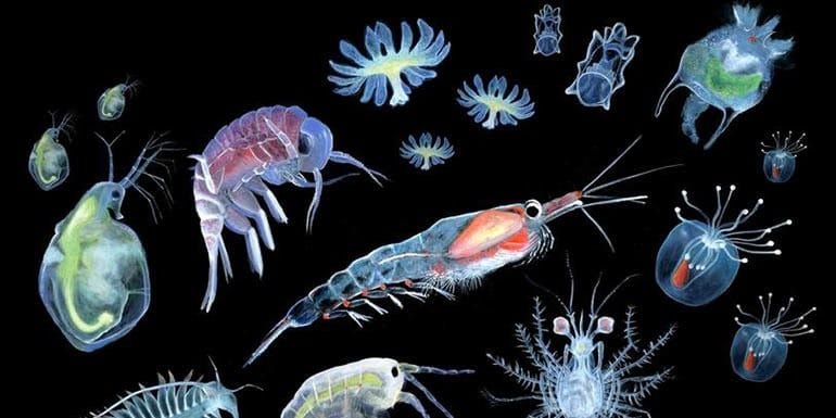 Картинки планктона (80 фото) #18