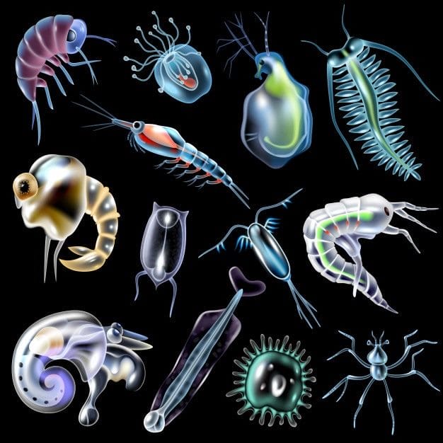 Картинки планктона (80 фото) #1