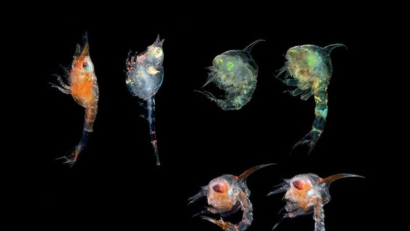 Картинки планктона (80 фото) #8