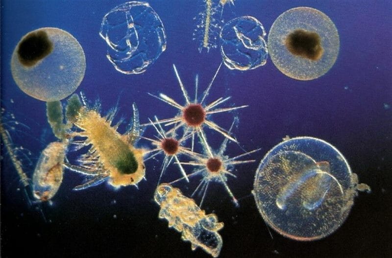 Картинки планктона (80 фото) #15
