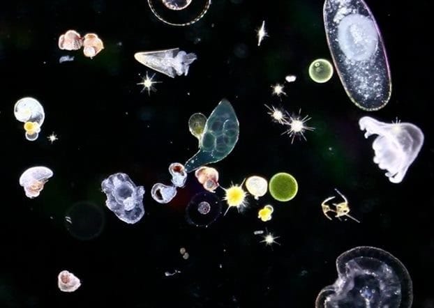 Картинки планктона (80 фото) #12
