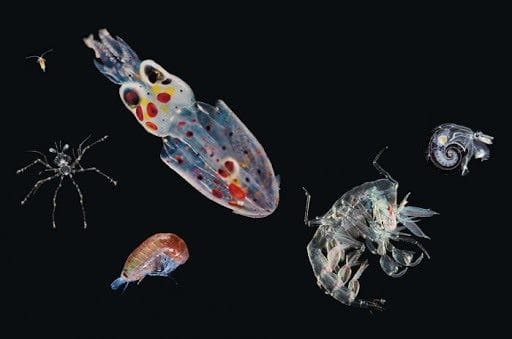 Картинки планктона (80 фото) #16