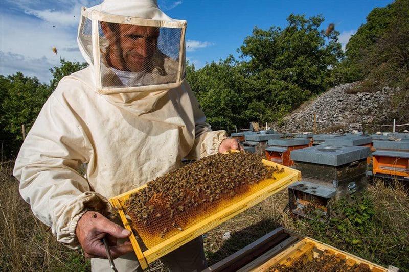 Картинки пчеловод (20 фото) #1