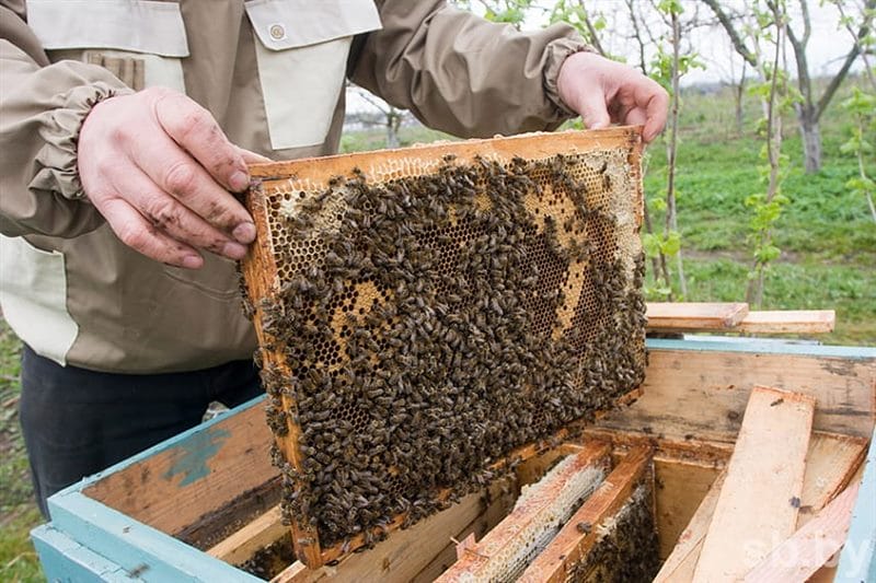 Картинки пчеловод (20 фото) #7