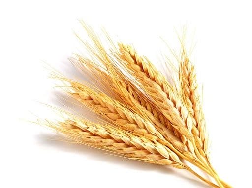 Картинки пшеницы (100 фото) #7