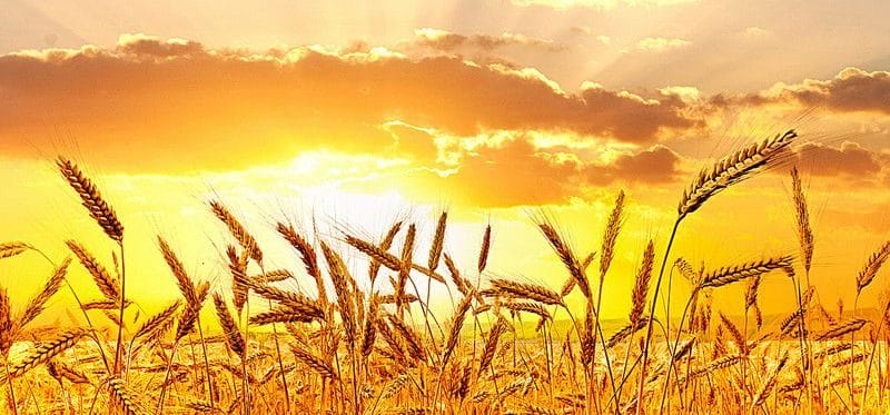 Картинки пшеницы (100 фото) #6
