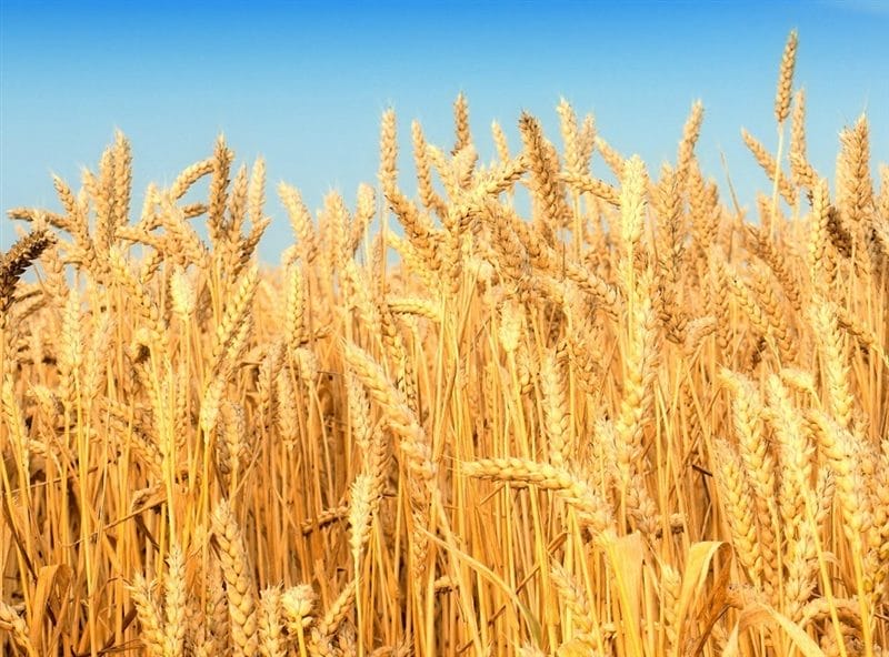 Картинки пшеницы (100 фото) #20