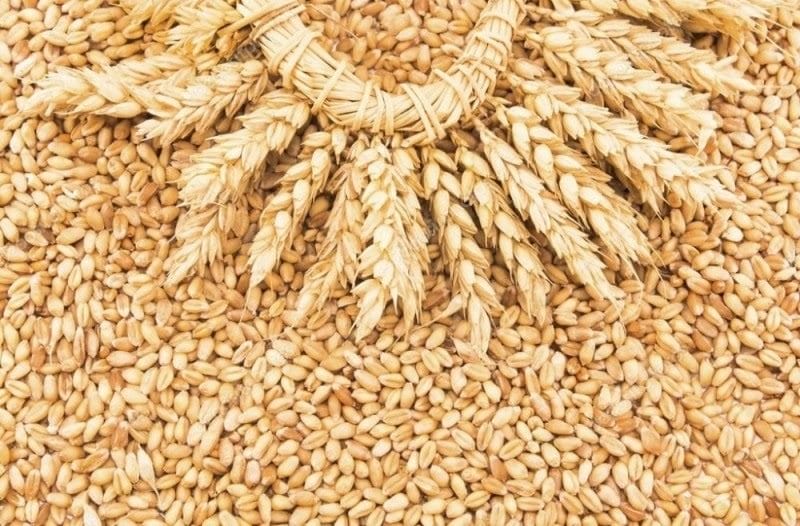 Картинки пшеницы (100 фото) #12