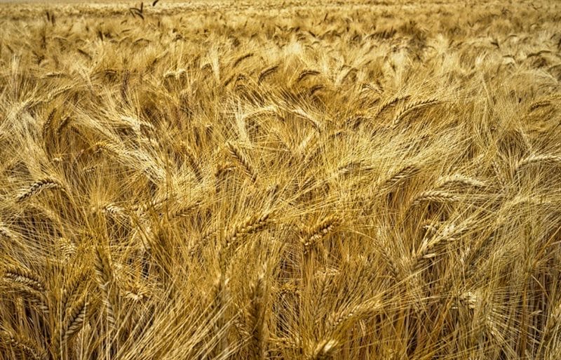Картинки пшеницы (100 фото) #22