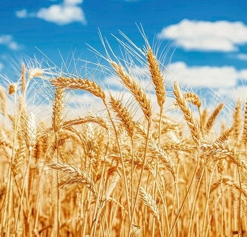 Картинки пшеницы (100 фото) #25