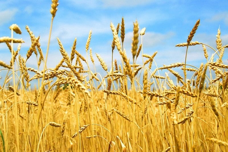 Картинки пшеницы (100 фото) #5