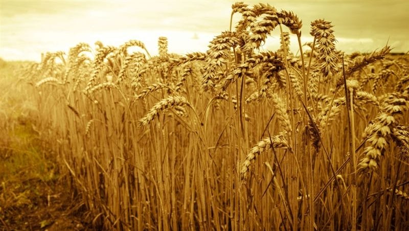 Картинки пшеницы (100 фото) #100