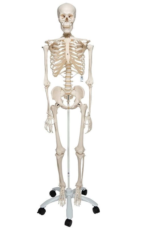 Картинки скелет человека (100 фото) #17
