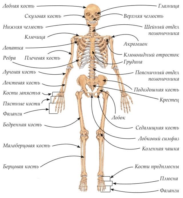 Картинки скелет человека (100 фото) #6
