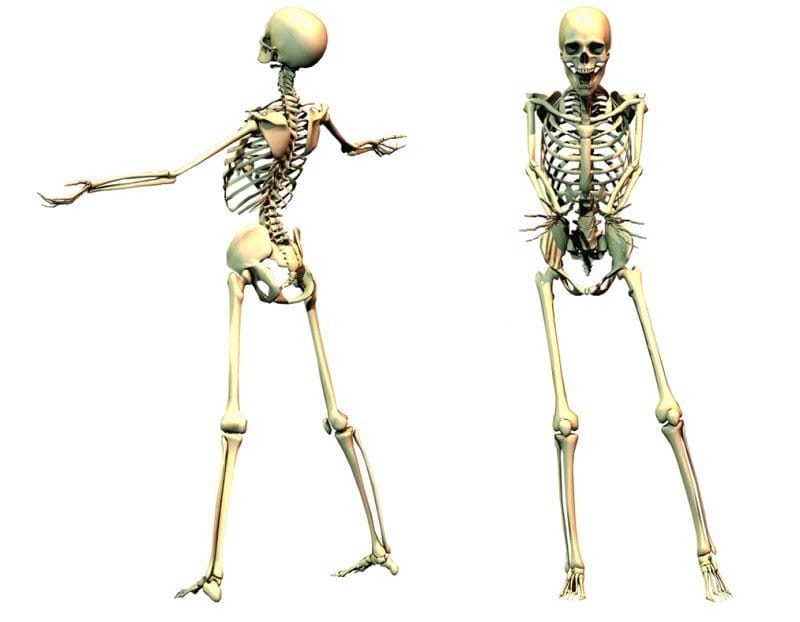 Картинки скелет человека (100 фото) #29