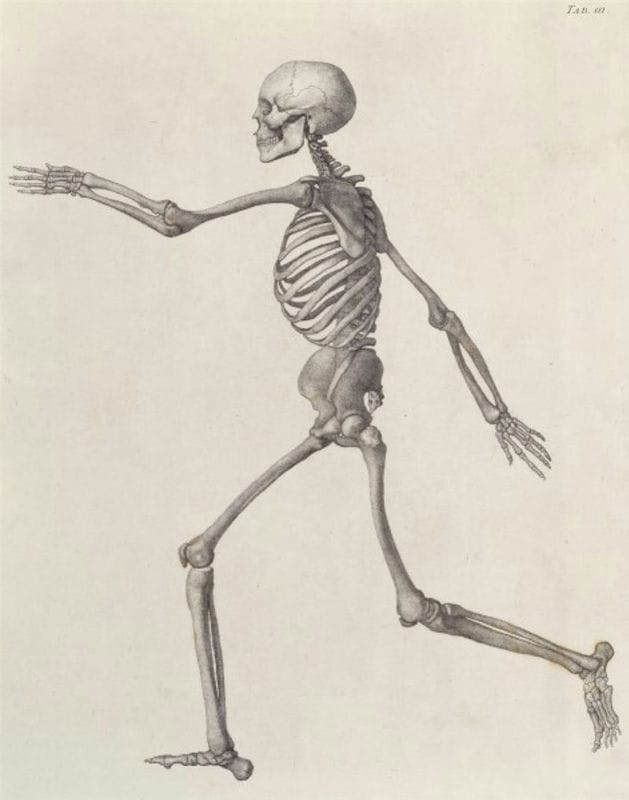 Картинки скелет человека (100 фото) #15