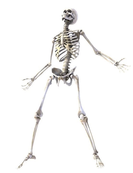 Картинки скелет человека (100 фото) #27
