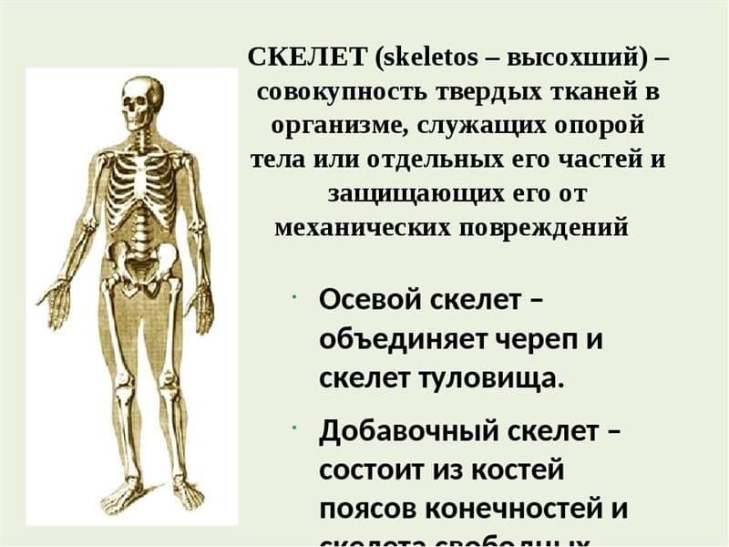Картинки скелет человека (100 фото) #8