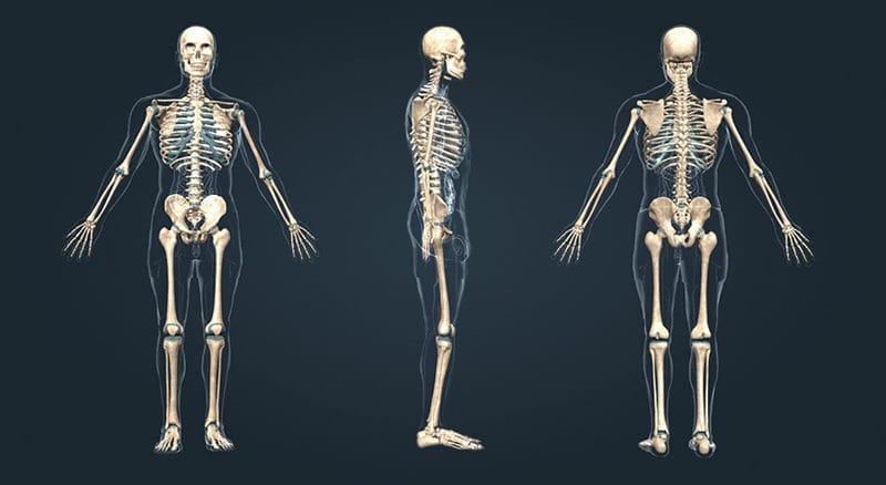 Картинки скелет человека (100 фото) #18