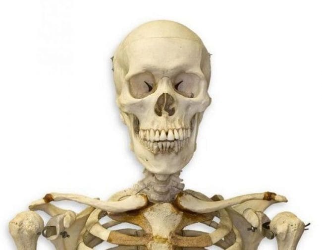 Картинки скелет человека (100 фото) #89