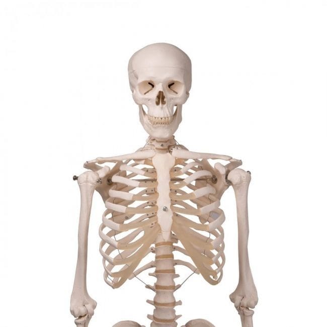 Картинки скелет человека (100 фото) #97