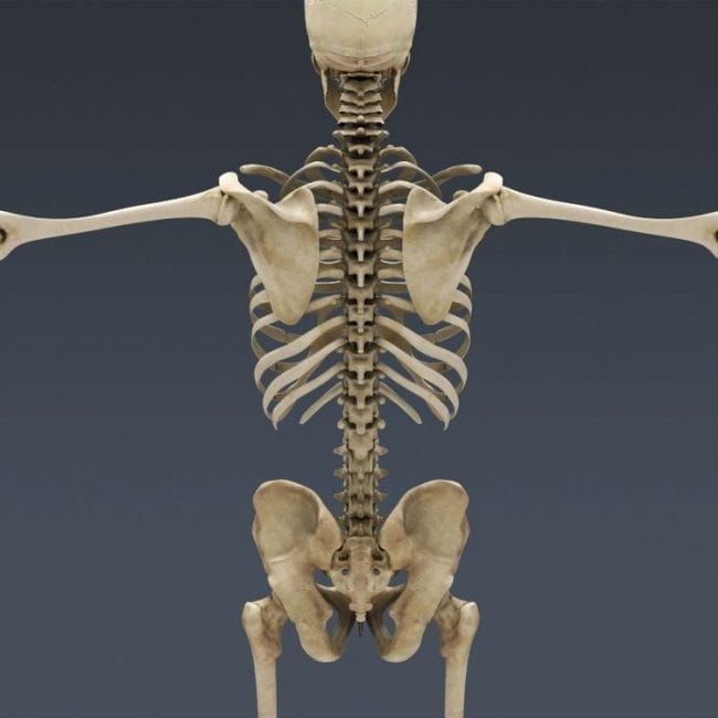 Картинки скелет человека (100 фото) #90
