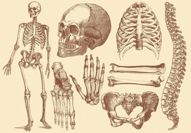 Картинки скелет человека (100 фото) #88
