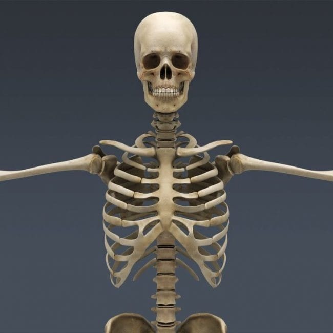 Картинки скелет человека (100 фото) #87