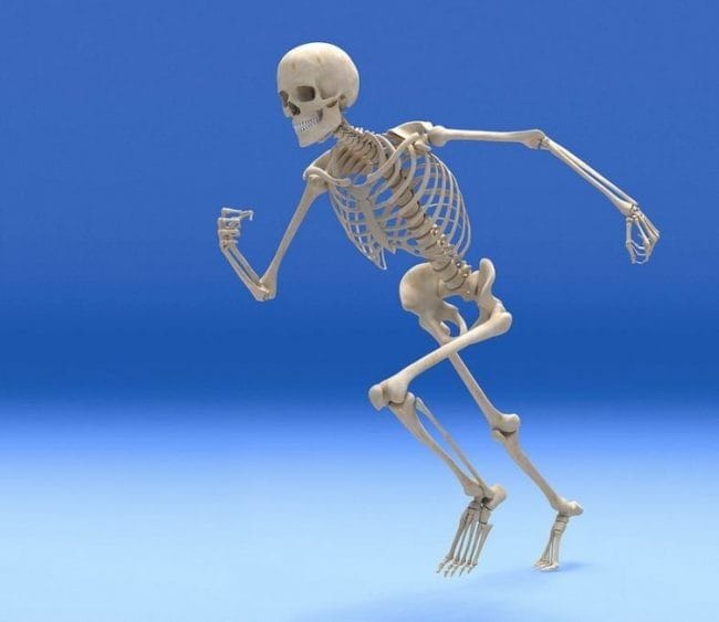 Картинки скелет человека (100 фото) #85