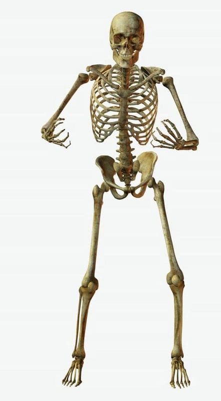 Картинки скелет человека (100 фото) #81