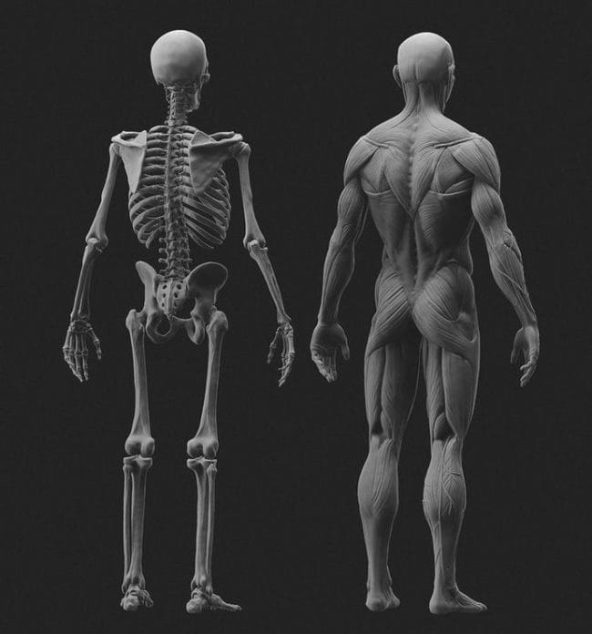 Картинки скелет человека (100 фото) #83