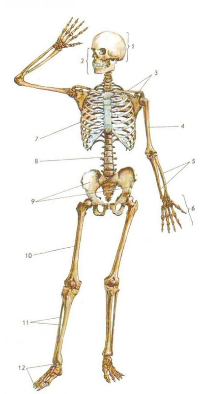Картинки скелет человека (100 фото) #95