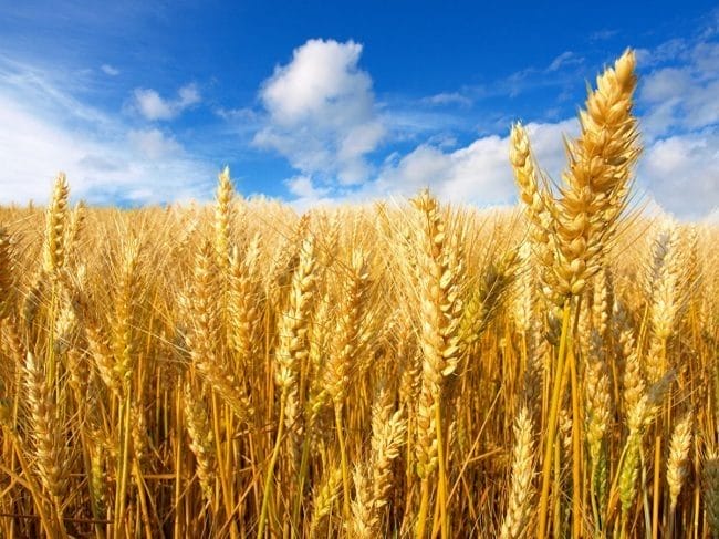 Картинки пшеницы (100 фото) #82