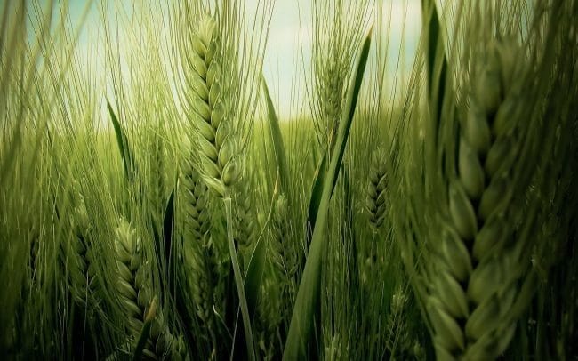 Картинки пшеницы (100 фото) #89