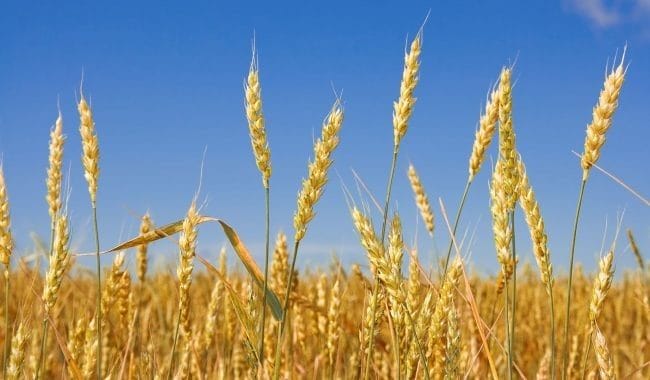 Картинки пшеницы (100 фото) #98