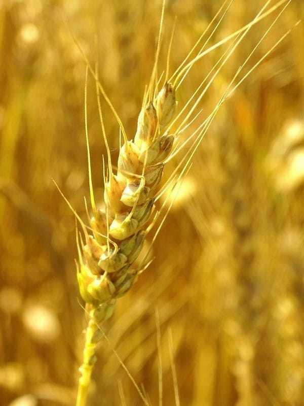 Картинки пшеницы (100 фото) #86