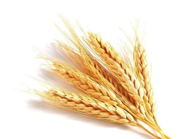Картинки пшеницы (100 фото) #88