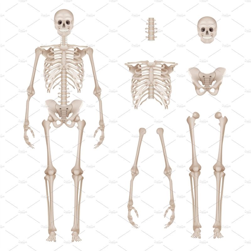 Картинки скелет человека (100 фото) #42