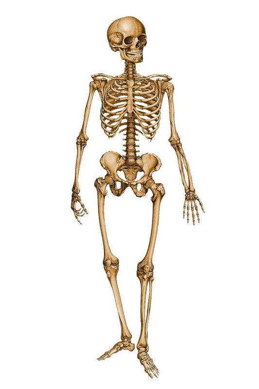 Картинки скелет человека (100 фото) #60
