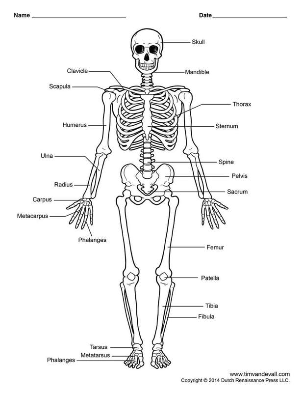 Картинки скелет человека (100 фото) #35